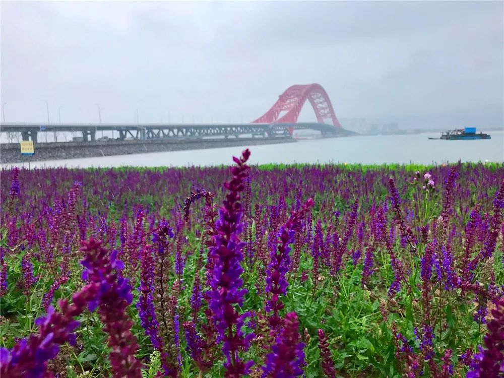 北仑梅山红桥花海图片