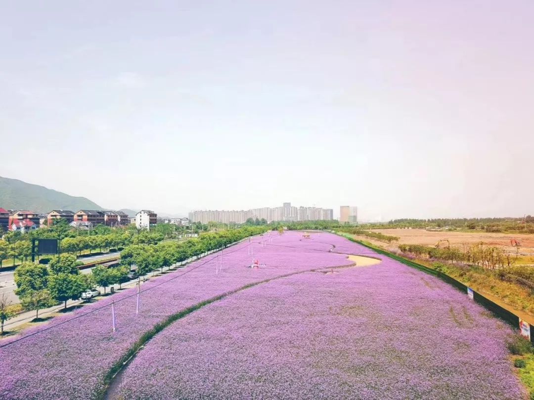 免门票100000㎡花海刷爆朋友圈初夏的杭州已成花的海洋