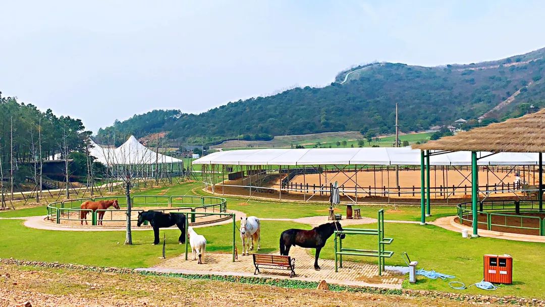 秒杀国内就有加拿大老牌营地带你讲英语马术高尔夫旱地冰球这才是语言