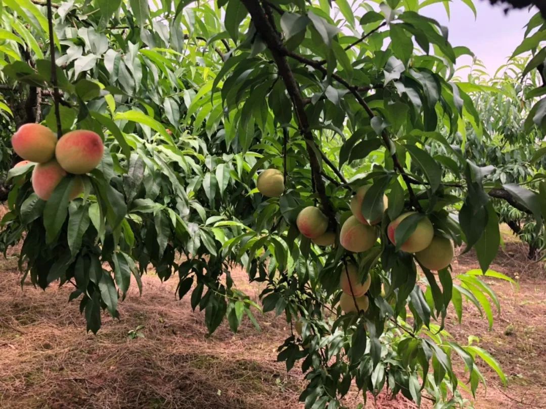 千亩桃园的桃子熟了丨5元任性吃到饱周末约起走