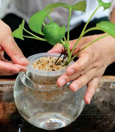 diy水培植物的种植锦囊_营养液
