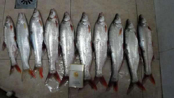 原创这种红鲌鱼游速快抢食猛钓起来是很容易的事