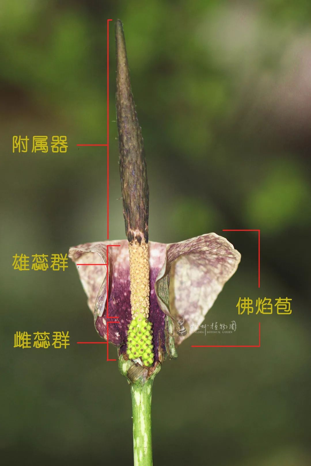 棒状的花序可以分成三部分:最上端一大截黑色圆锥体,是由不育雄蕊和