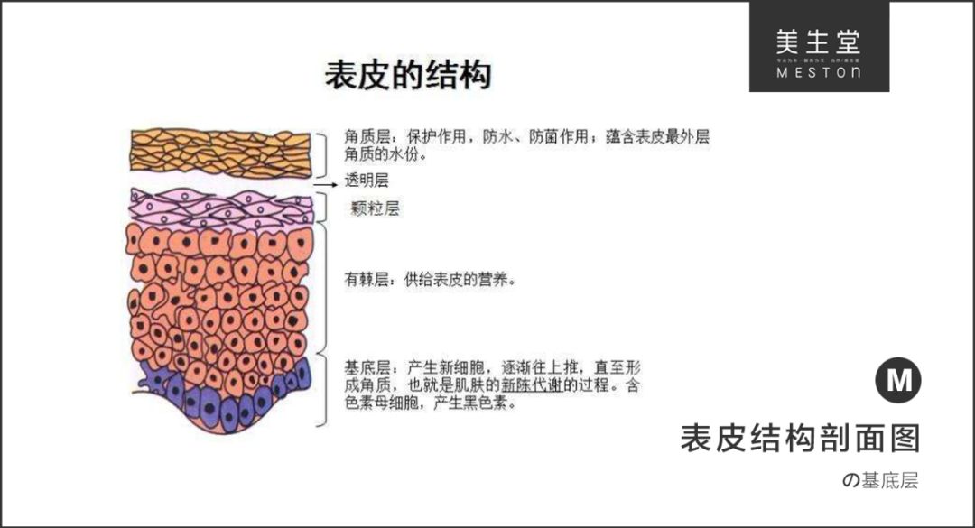 只有掌握了肌肤结构不知道小姐姐们有没有对护肤有一个新的认识为期