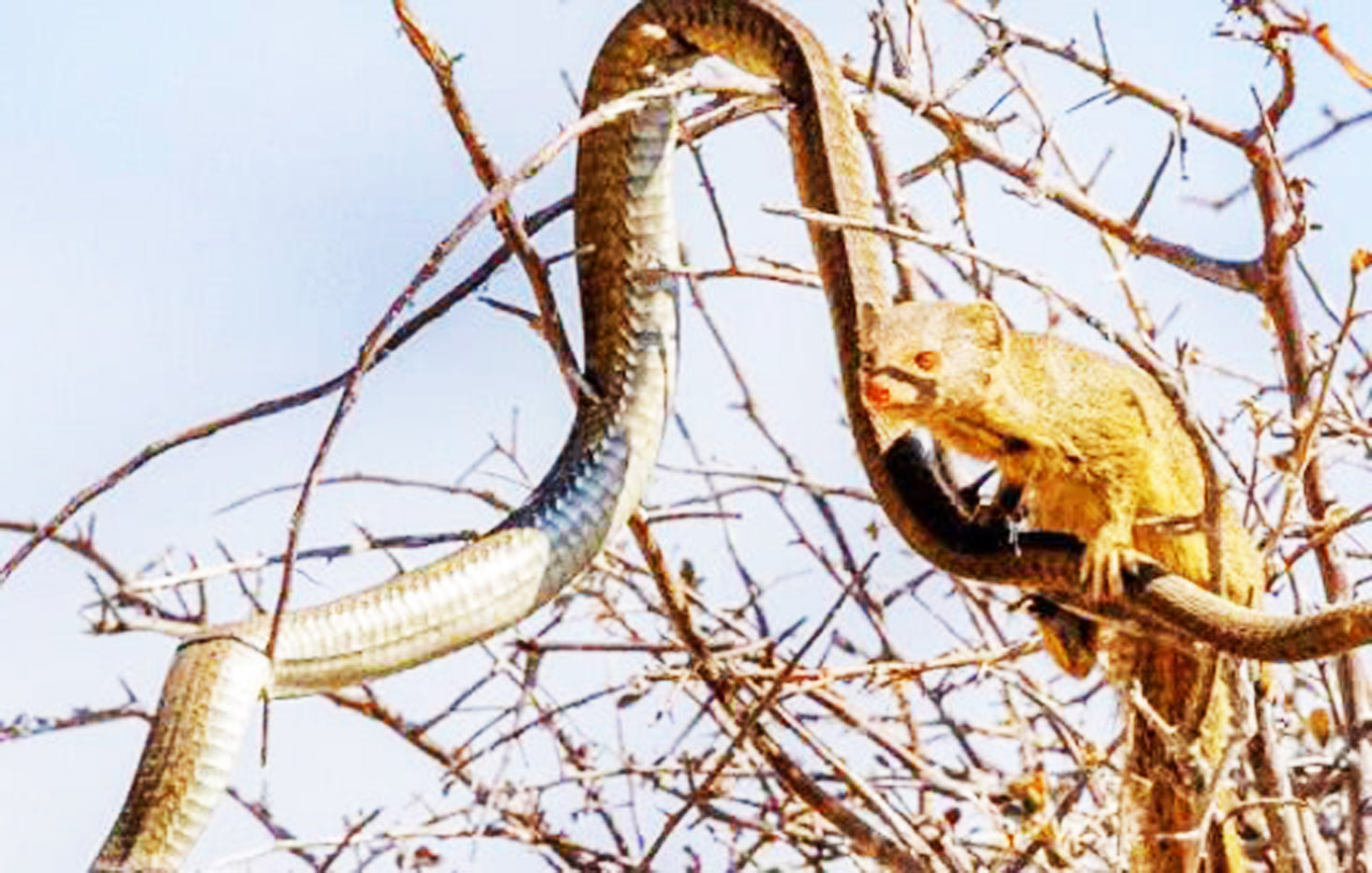 原创这小动物竟是蛇类天敌,蛇看到它转头就跑,平头哥都敬它三分