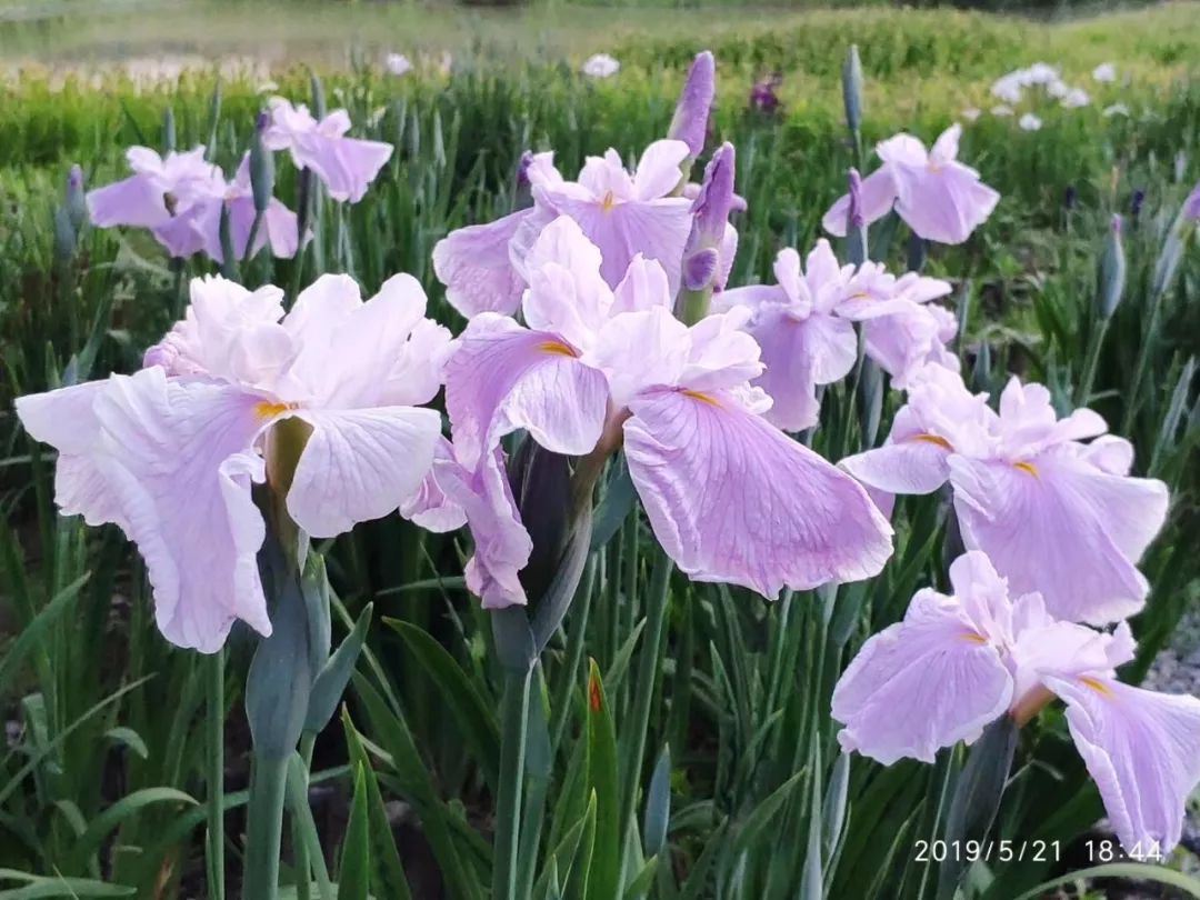 朱顶红,百合,日本花菖蒲,仙人掌,睡莲……还有柳叶马鞭草,大花金鸡菊