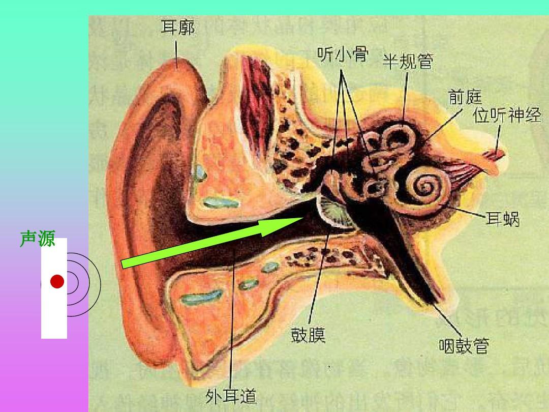 途径中存在问题:外耳道,鼓膜或听骨链发生问题可导致传导性听力损失