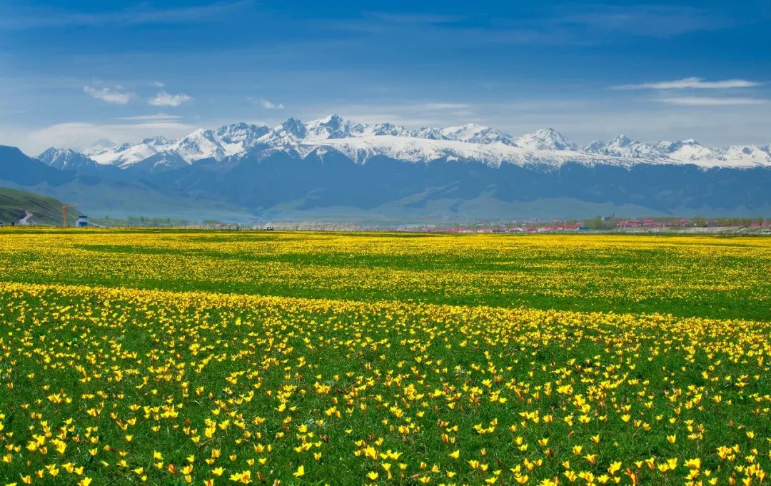 塞外江南诗画伊犁来吧朋友到昭苏大草原感受一场浪漫之约
