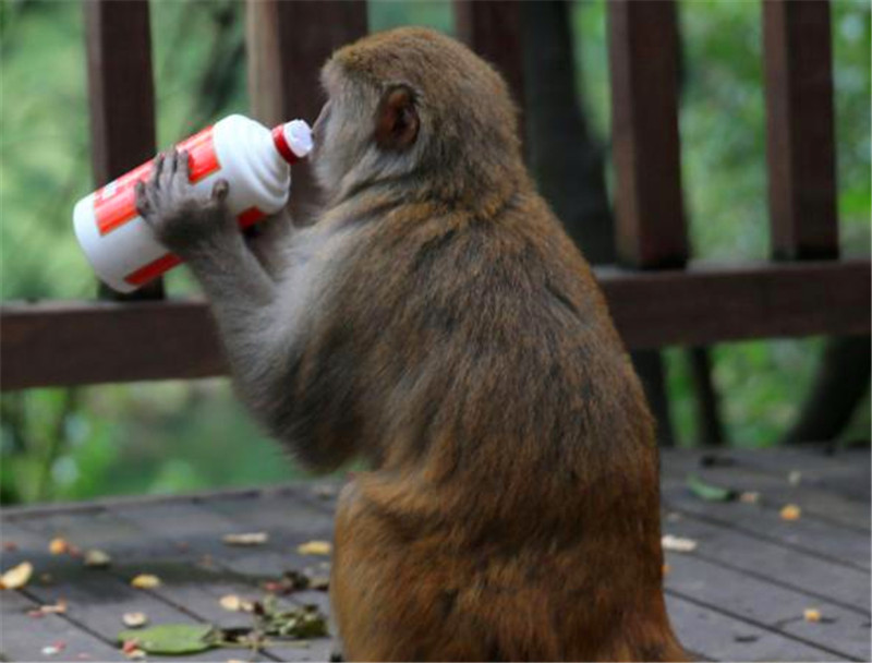 猴子喝醉酒的图片图片