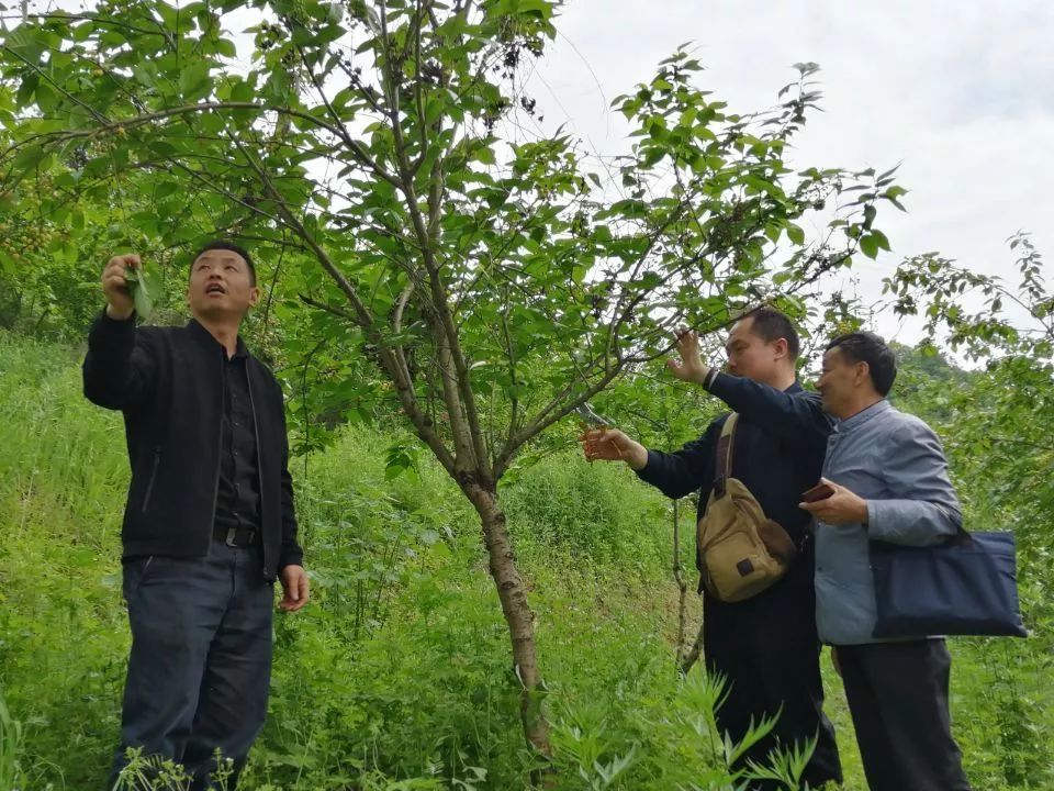 【决战脱贫摘帽】平利县老县镇:精准产业培训 助力脱贫攻坚