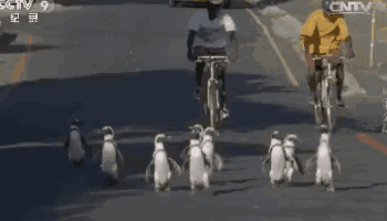 真不逗你玩非洲也有企鹅呢