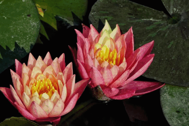 640_427gif 动态图 动图