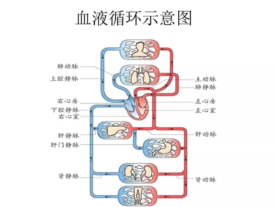 顧名思義,這種病就是負責心臟供血的冠狀動脈發生了硬化引起的.