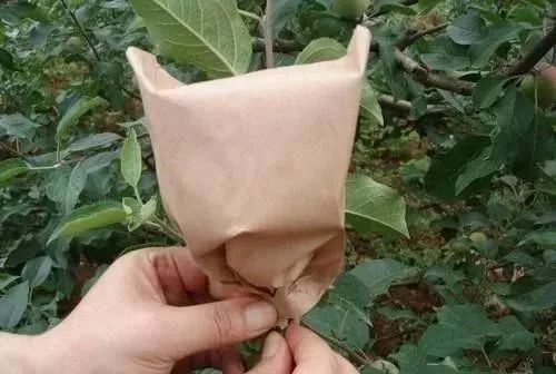 全国苹果套袋大面积展开,怎样的套袋方法又快又科学