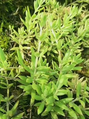 瓜子草千万别扔好多人不知道它是个宝