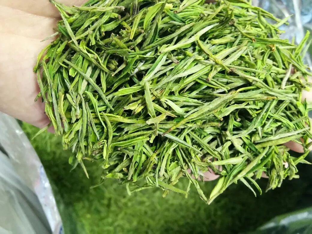 安吉白茶,绿茶中的皇后,你真的了解它吗?