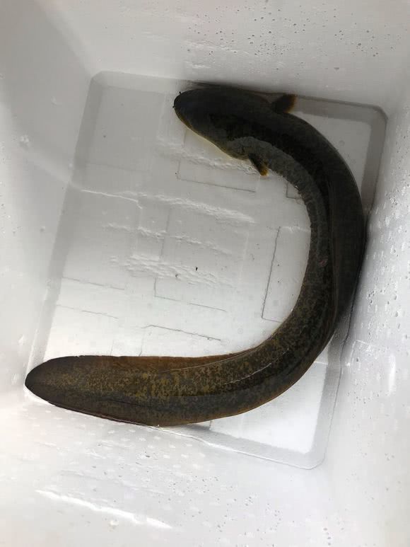 广东一钓鱼人珠江钓获鱼中蛟龙专家称可长到数米