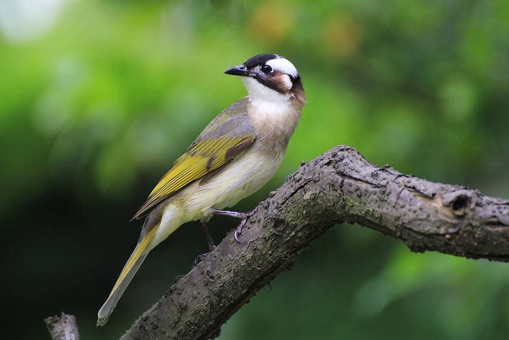 白头翁鸟诗精选一十七首生来自有山翁态不羡珍禽学画眉