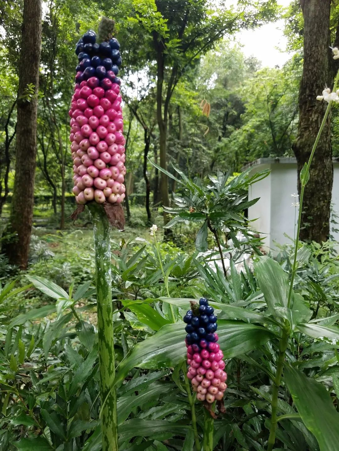 探索魔性植物园 | 又酷又炫的东亚魔芋_花序