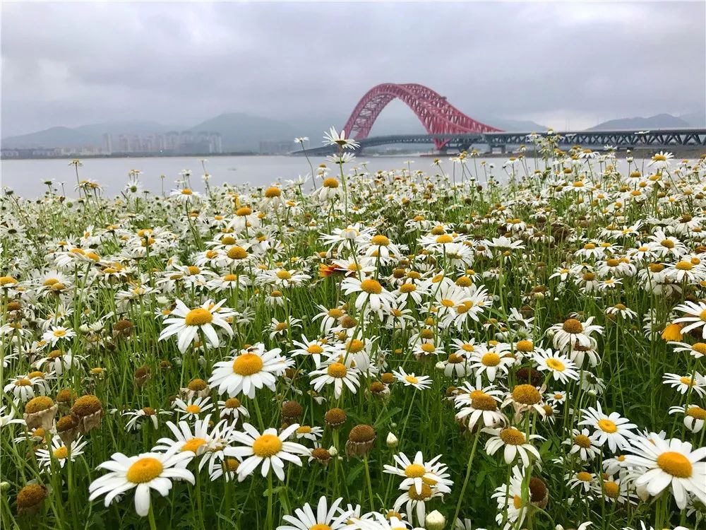 62面朝大海初夏花开山海鲜花红桥北仑港口博物馆春晓花开梅山湾沙滩