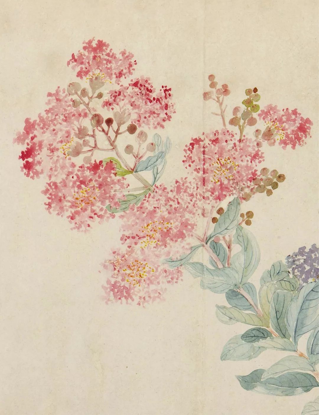 百代标程】清洁如霜立高步 心月孤圆吞万象 —— 恽寿平《花卉册》