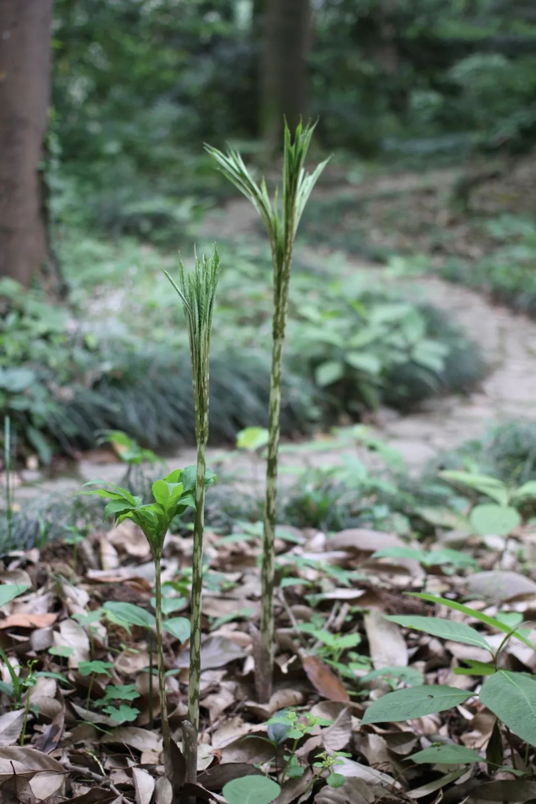 探索魔性植物园 | 又酷又炫的东亚魔芋_花序