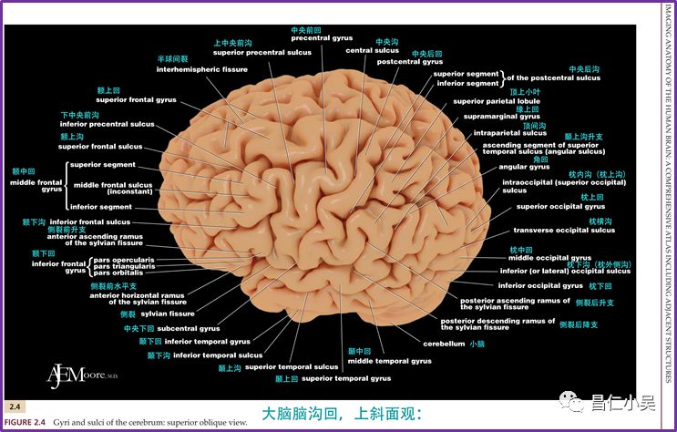 神经解剖学习笔记脑回脑沟