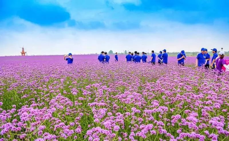 都连云港】万亩花海 远离喧嚣 体验慢生活 299 元 每周六发团_伊甸园