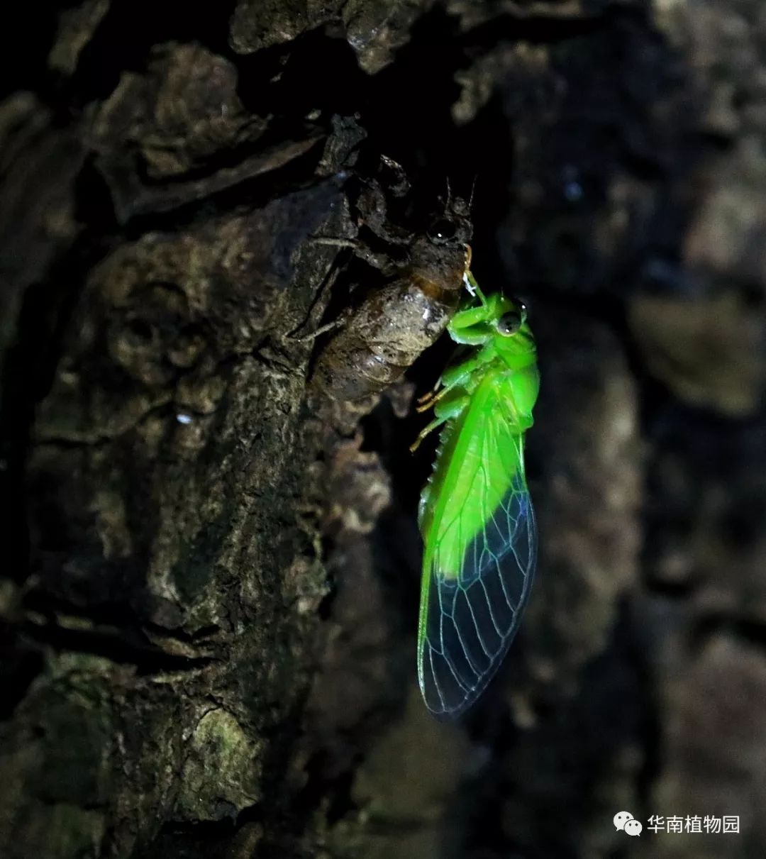 萤火虫捕食蜗牛图片图片