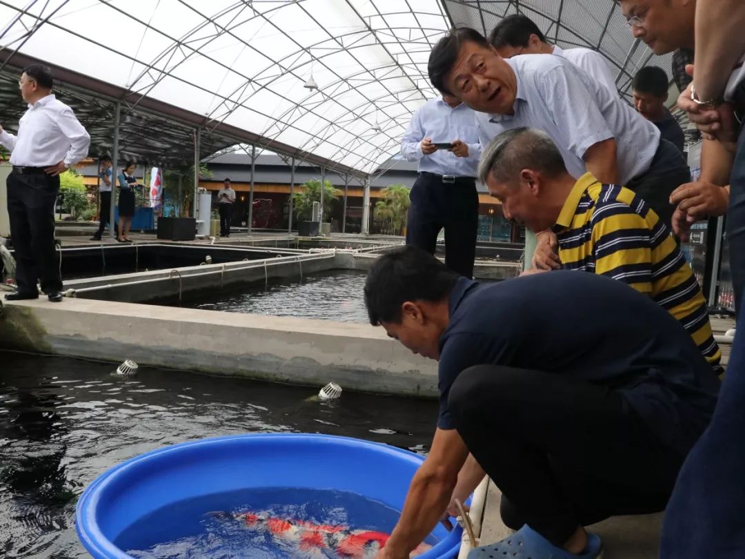 锦鲤养殖场招聘技术员 锦鲤养殖场招聘技术员信息