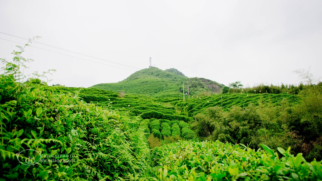 绿水青山黔南州都匀螺丝壳茶旅基地开启研学之旅