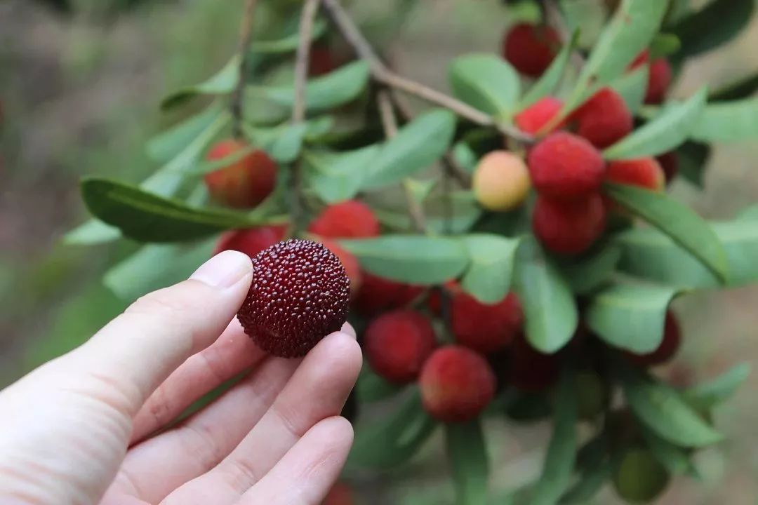坪石本地杨梅季终于要上市啦!
