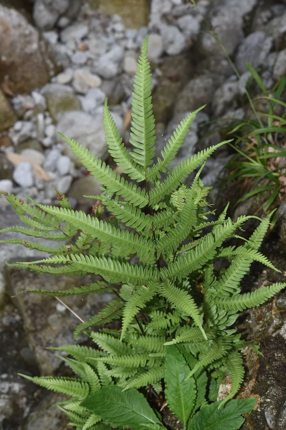 金毛裸蕨属书带蕨旱蕨毛叶粉背蕨凤尾蕨科植物起源于约1.