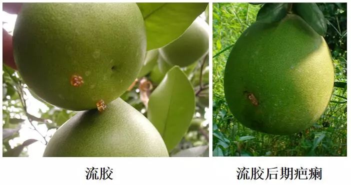 【川金象定制方案】蜜柚高产种植方案!