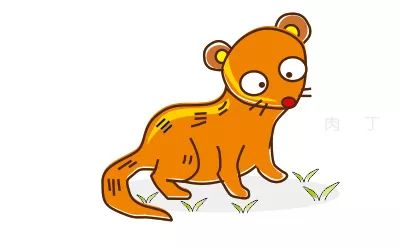 简笔画貂的画法 动物简笔画动画教程之貂