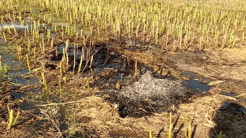 广德县邱村一男子因焚烧秸秆被行政拘留2日