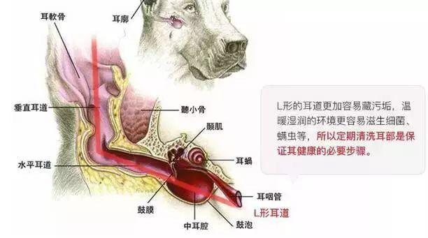 普贝斯:怎么样正确给狗狗清理耳朵呢?