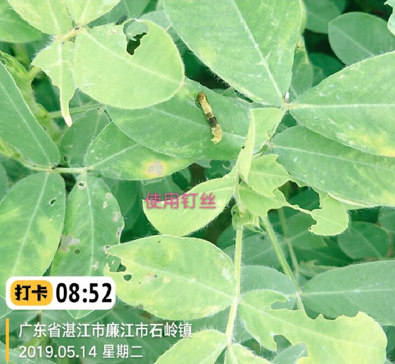 田间观察:花生处于开花期,叶子严重受损,黑头虫多,潜伏在叶片上.