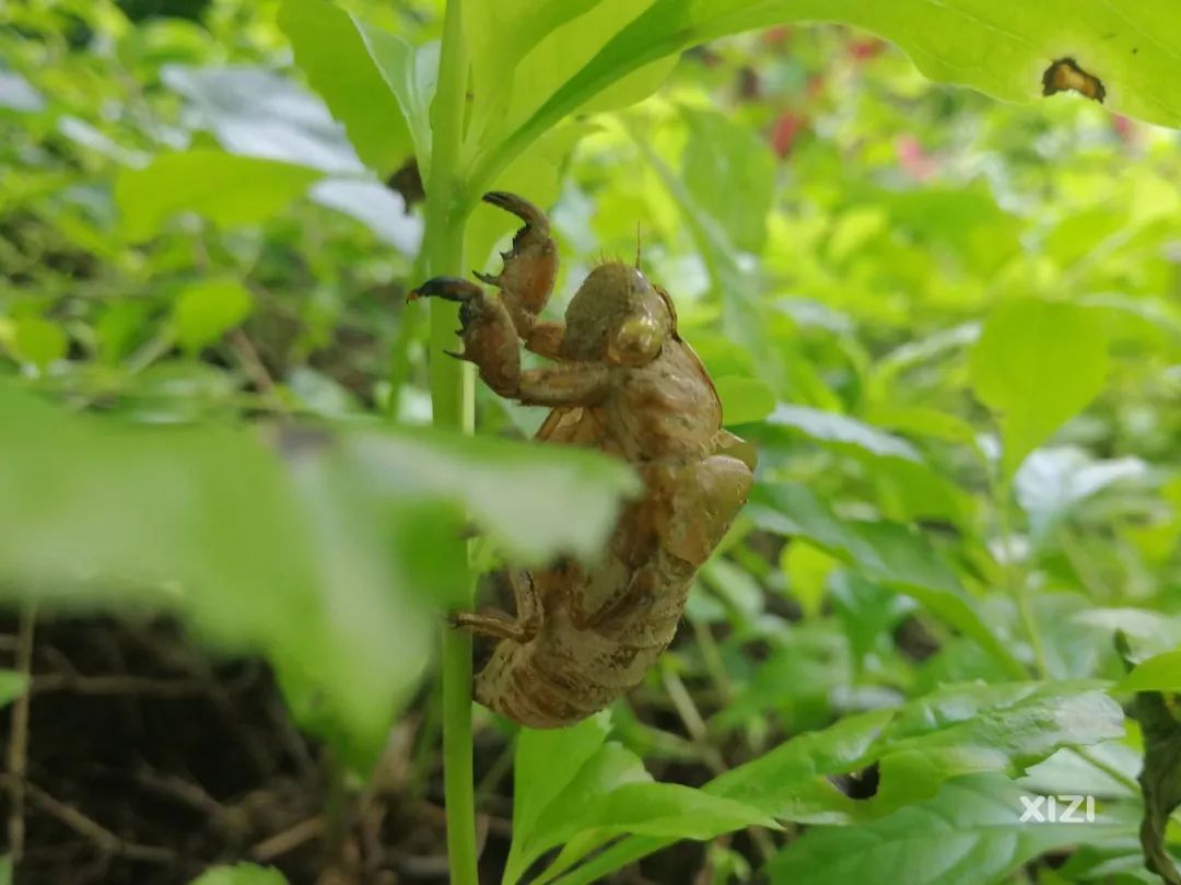 金蝉脱壳惠东有人见过真的蝉蜕吗脱下的外壳还很完整