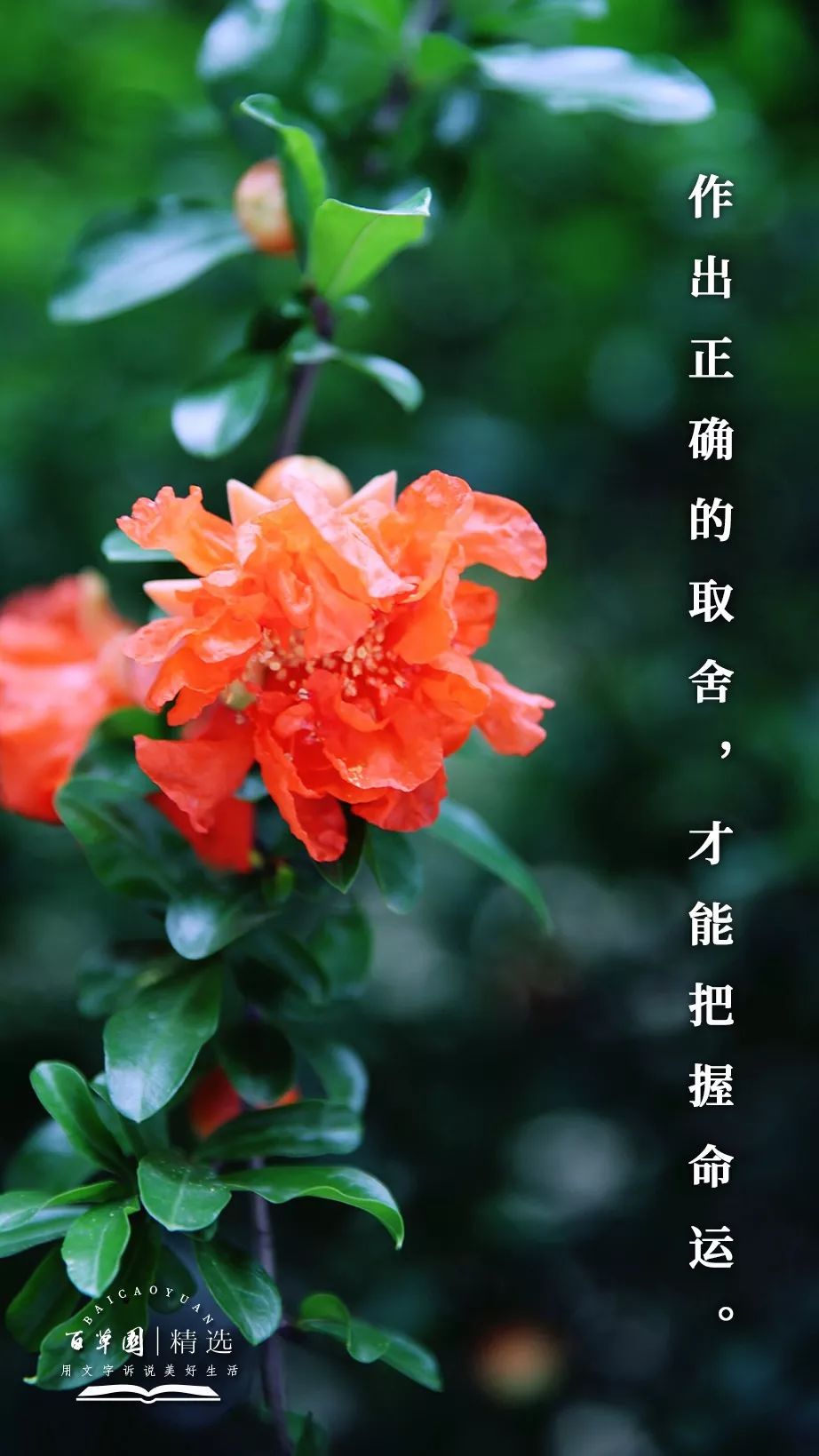 生活禅作出正确的取舍才能把握命运