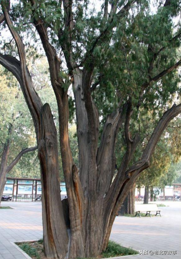 北京太庙的古柏_柏树