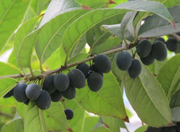 桂花树结的果实熟了能吃吗?为何会结果的桂花树很少见?