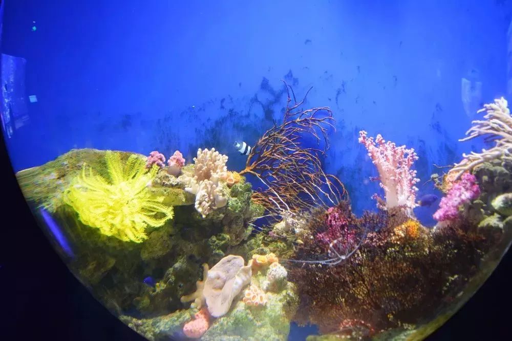 福利杭州8000㎡海底公園人魚滿足孩子對深海的一切幻想