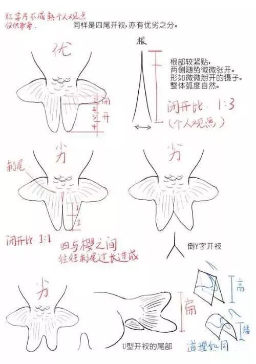 优质兰寿和刺尾兰寿的侧视对比兰寿的刺尾绝大部分品种的金鱼都以四尾