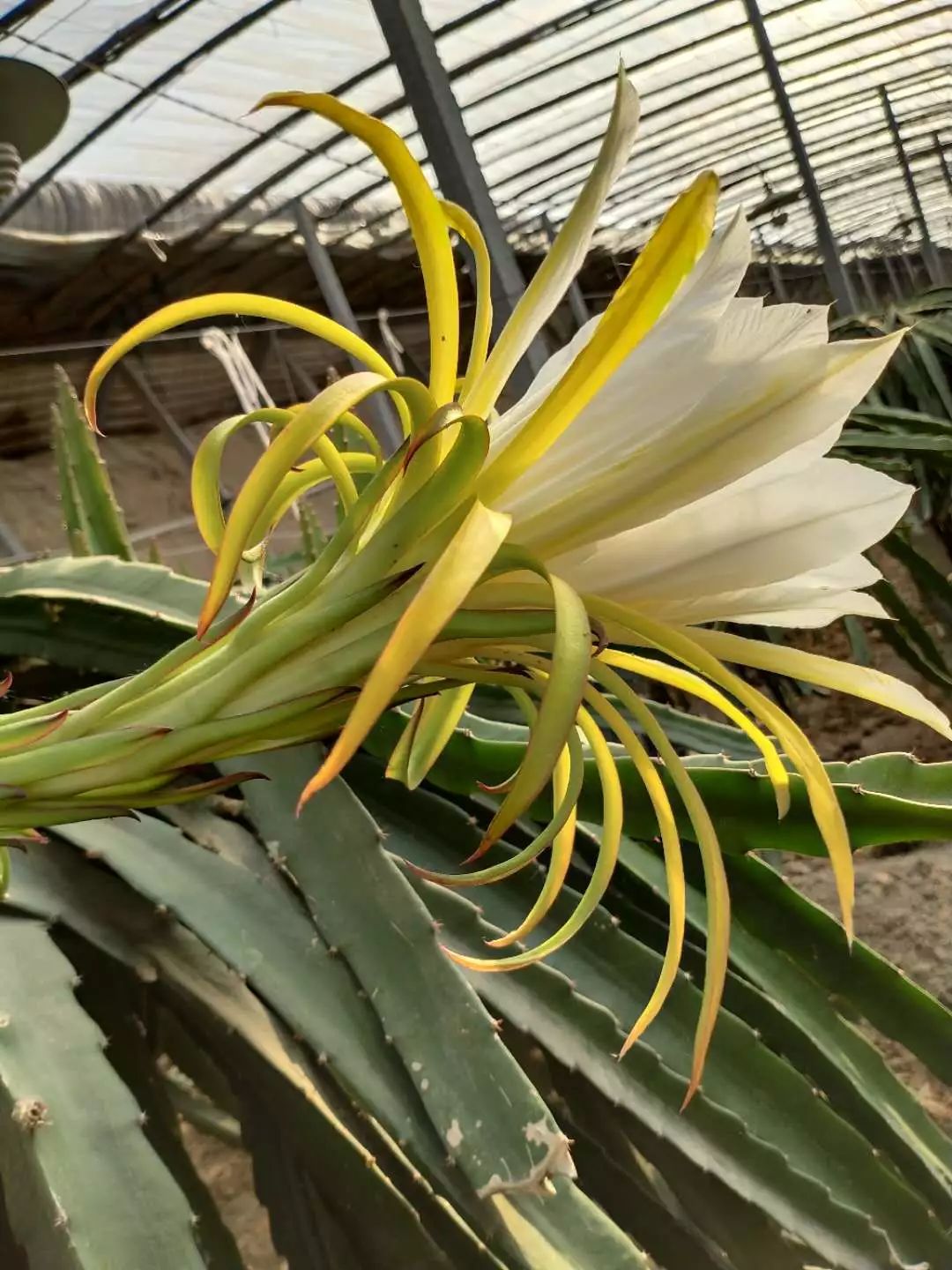 绿源小报听说绿源的红心火龙果开花啦