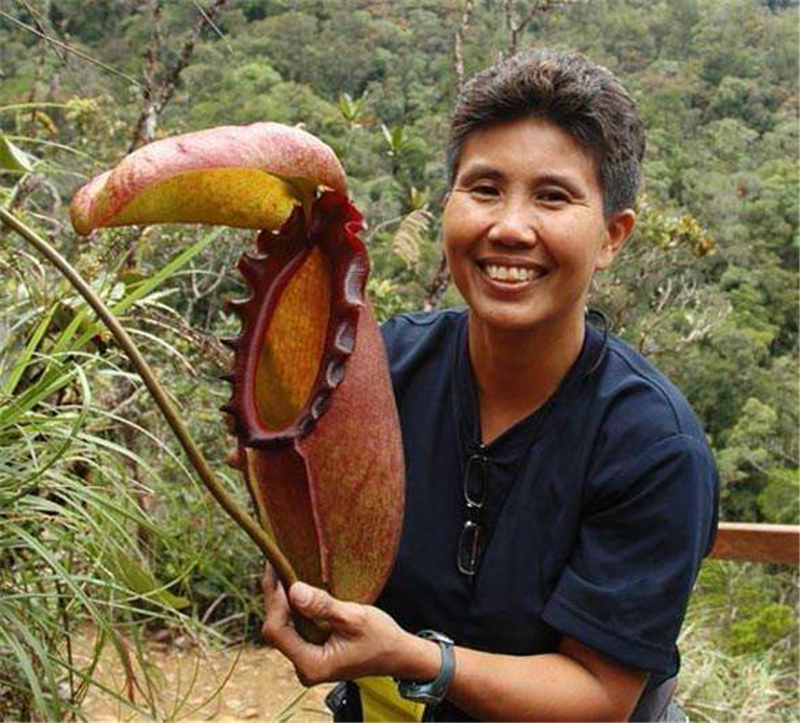 世界最大的食肉植物,其捕虫笼被鸟当作马桶用,有时会捕杀老鼠