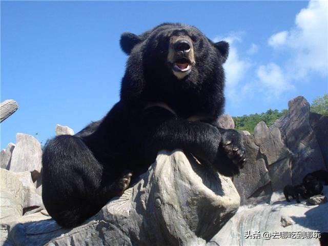 299抢青岛东方熊牧场票与百熊共舞近距离接触萌萌的熊孩子