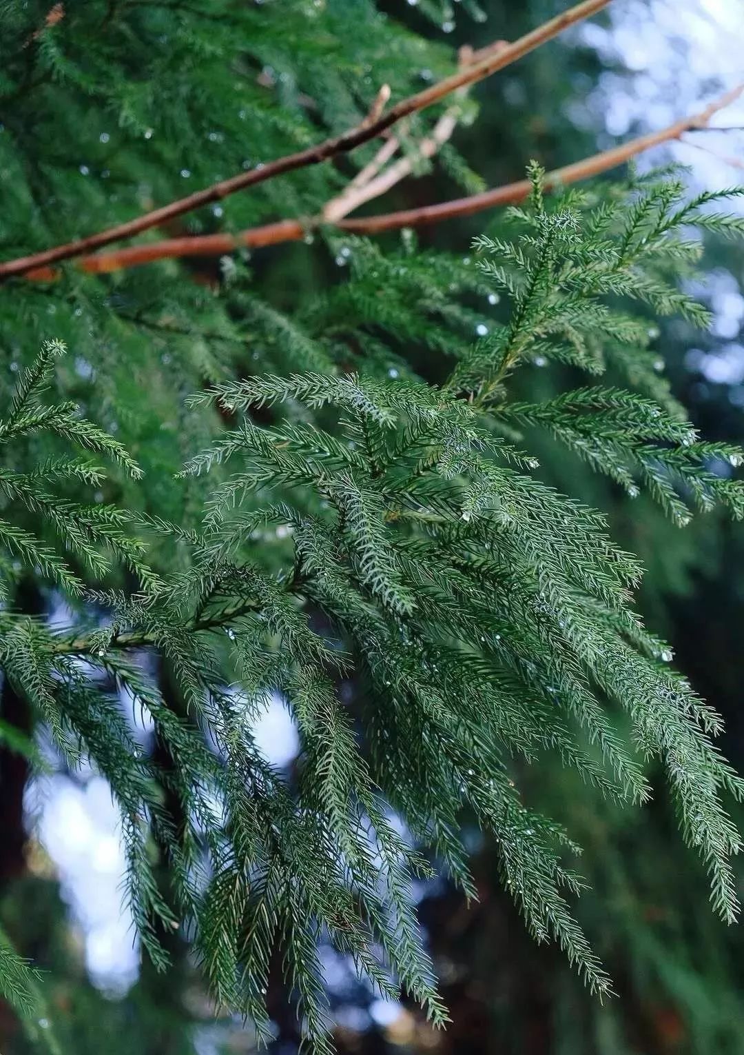 松树上,挂着昨夜的露珠,闪着金光.