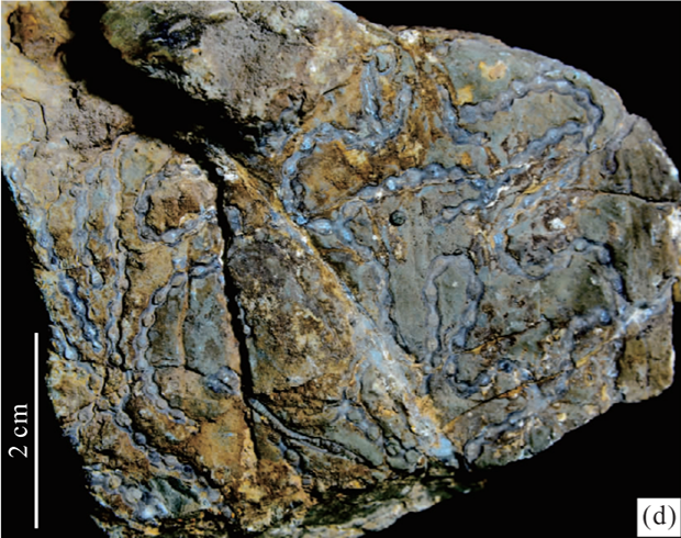 无脊椎动物化石而闻名,包括珊瑚,腕足动物,三叶虫,短剑类和层孔虫等