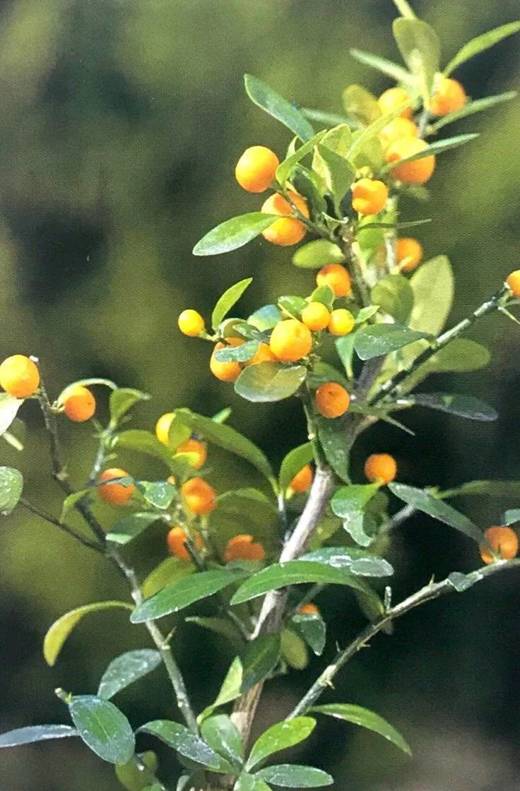 九款开花挂果的植物你可以轻松制作成果树盆景栽种在阳台上